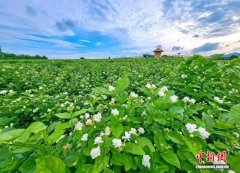 广西以展会为媒